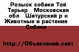 Розыск собаки Той Терьер - Московская обл., Шатурский р-н Животные и растения » Собаки   
